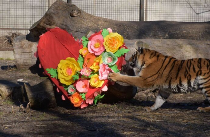 Одесский зоопарк выбирает пару года: как проголосовать? (фото)