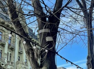 З дерев на Дерибасівській знімуть всю рекламу та ілюмінацію – навіщо? (фото)