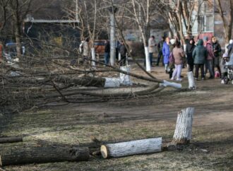 В зеленой зоне на Таирова спилили десяток здоровых деревьев ради автомойки (фото, видео)