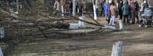 В зеленой зоне на Таирова спилили десяток здоровых деревьев ради автомойки (фото, видео)