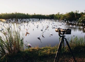 В Дюковском парке Одессы посчитают птиц – что за акция?