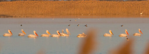 До Одеської області прилетіли червонокнижні пелікани
