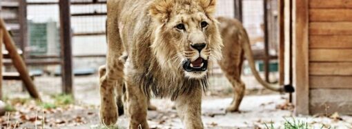 Одесский зоопарк хочет помочь спасти львов и тигров из уничтоженного харьковского ЭкоПарка