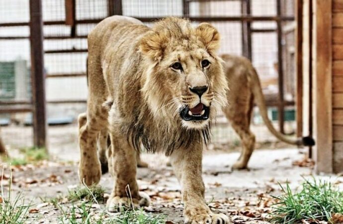 Одеський зоопарк хоче допомогти врятувати левів та тигрів зі знищеного харківського ЕкоПарку