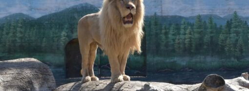 Одеський зоопарк влаштовує свято на честь врятованих у Харкові білих левів