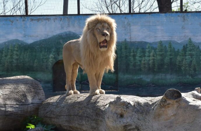 Одеський зоопарк влаштовує свято на честь врятованих у Харкові білих левів