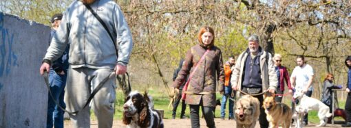 В Одессе объявили собачью «мобилизацию»: домашние собаки могут стать патрульными