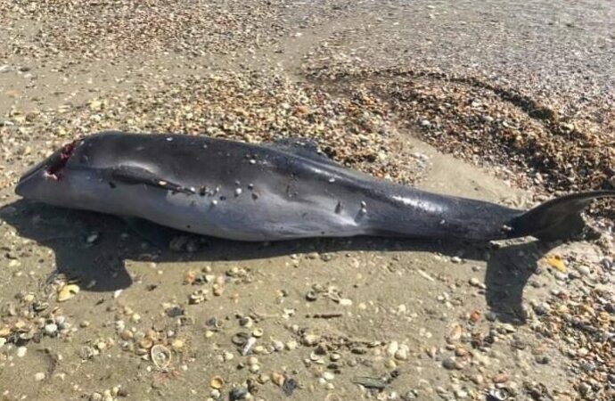 У Чорному морі через російськіх військових гинуть дельфіни