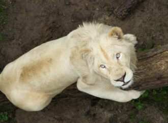 В Одесский зоопарк эвакуировали пару белых львов из Харькова