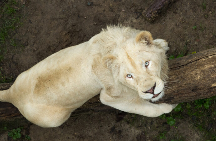 В Одеський зоопарк евакуювали пару білих левів із Харкова