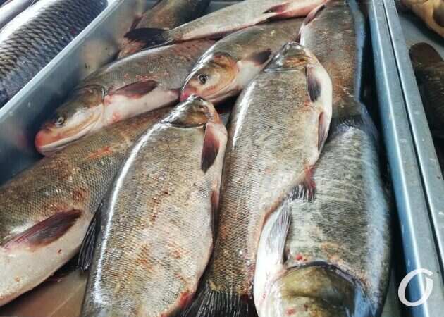 Рыба на Привозе