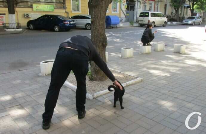 Одесский котик