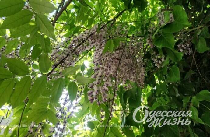 Парк Победы, май 2022 г.