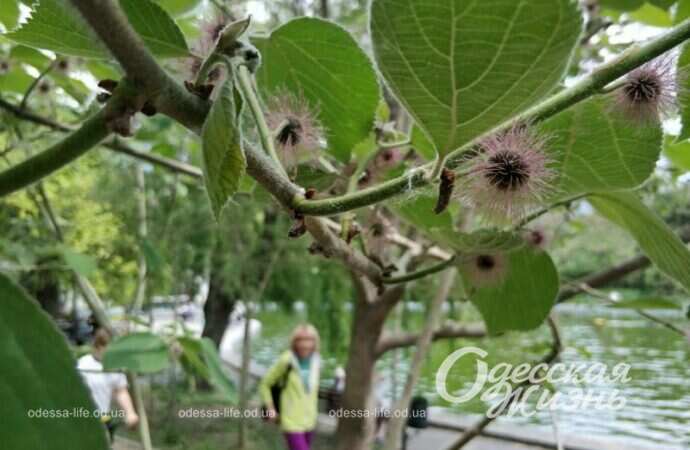 Парк Победы, прохожие
