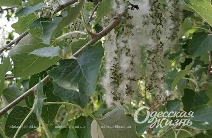 весна, цветение