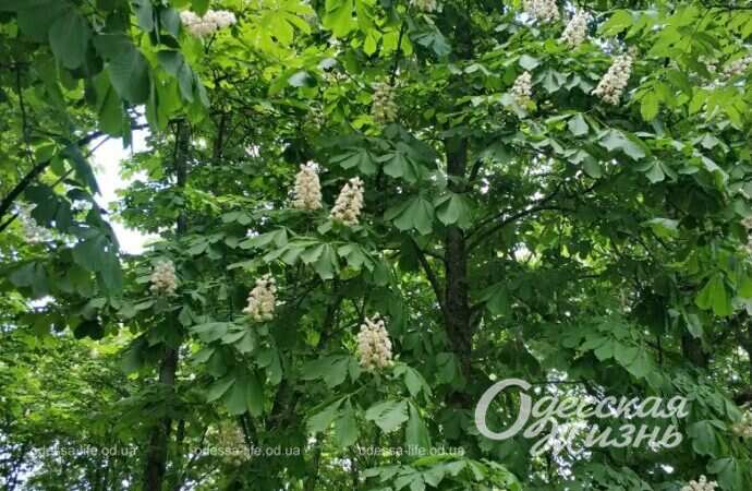 Парк Победы, цветущий каштан