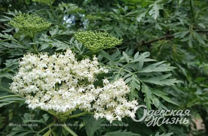 весеннее цветение, Парк Победы