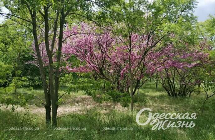 Май 2022 в парке Победы