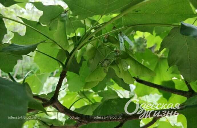 весна, цветение