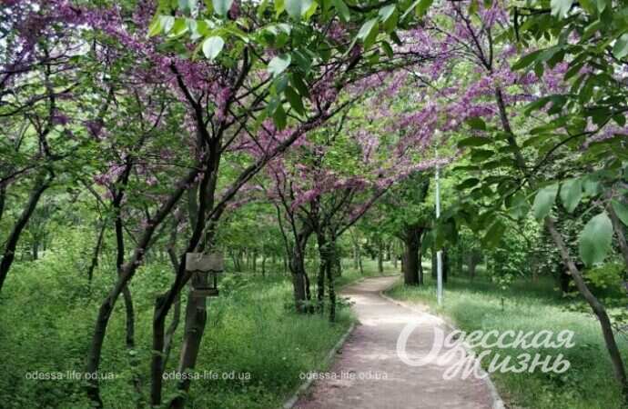 Парк Победы, аллея