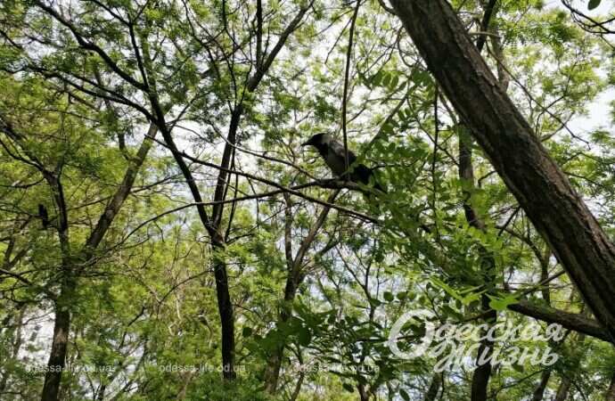 Весна в Одессе, парк Победы