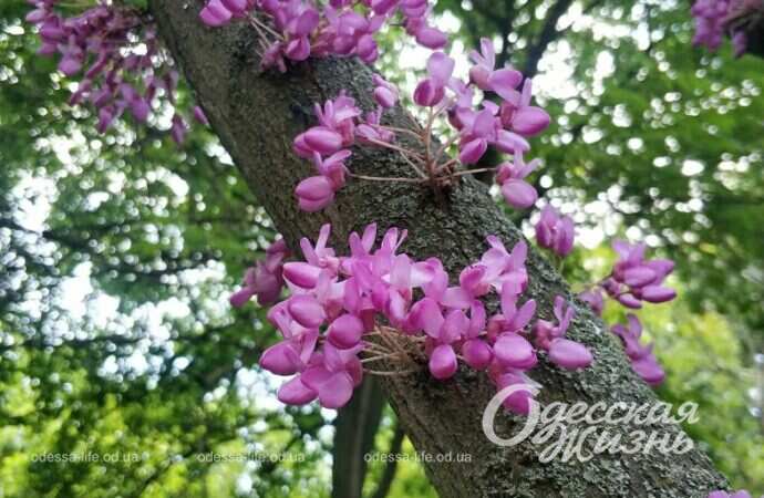 Парк Победы, цветение