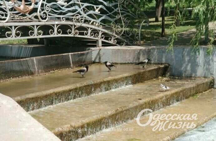 Парк Победы, вороны