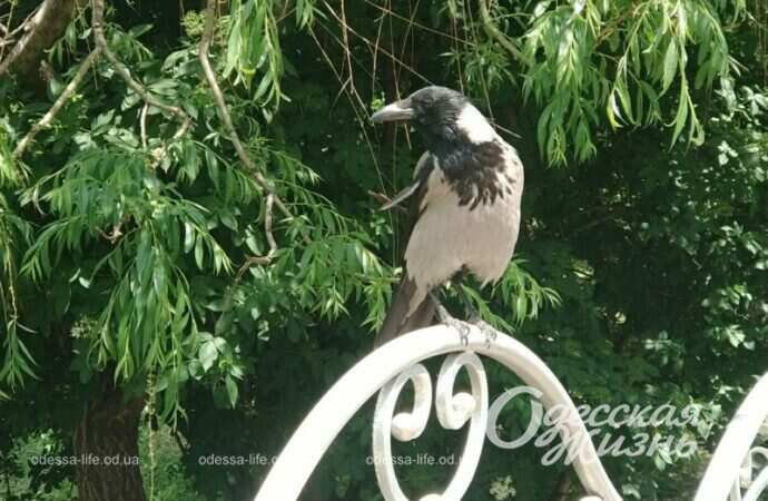 Парк Победы, ворона