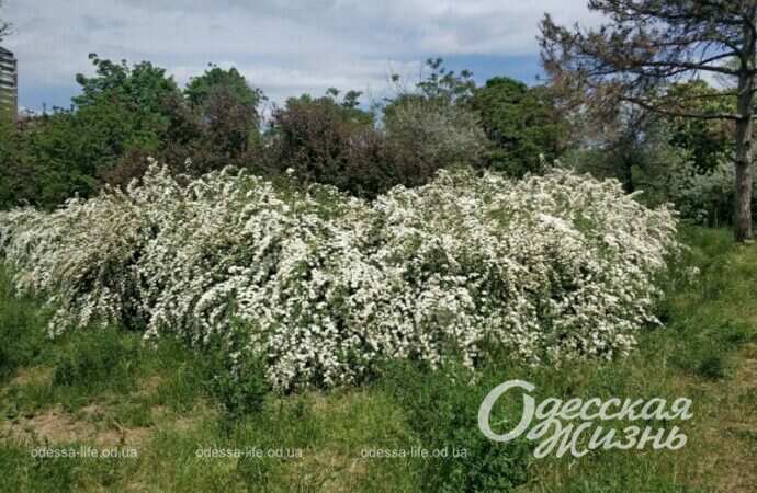 Парк Победы, цветущее дерево