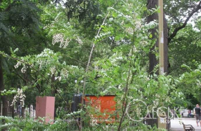 Одесский сквер Мечникова, акация