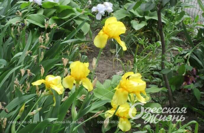 Май в Одессе, цветы