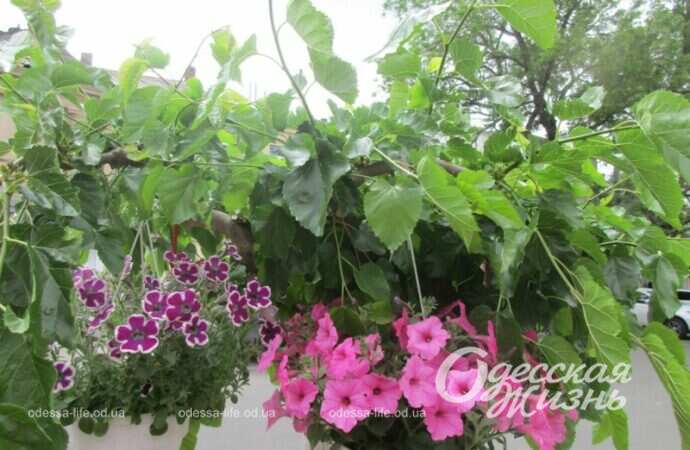 Май в Одессе, цветы9
