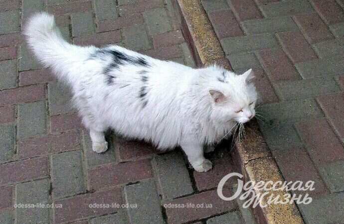 Одесский котик