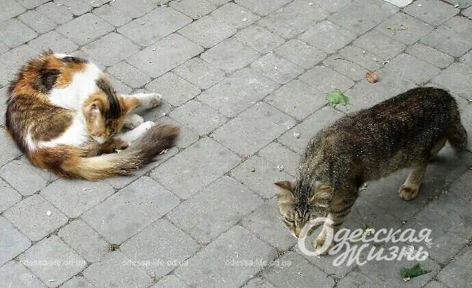 Одесские котики