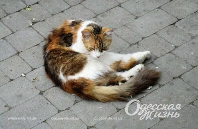 Май в Одессе, кошка