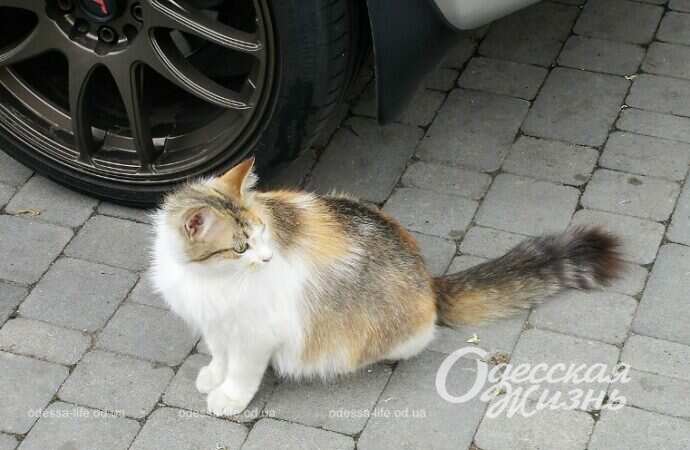 Авто, котик