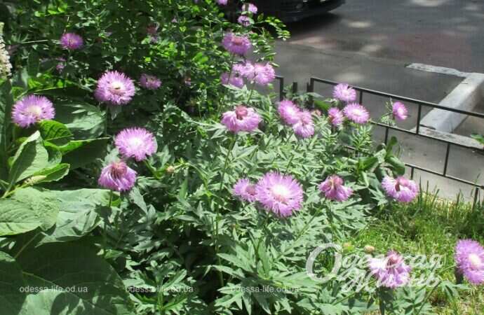 Май в Одессе, цветы11