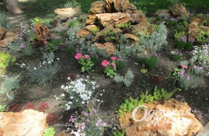 Май в Одессе, цветы12