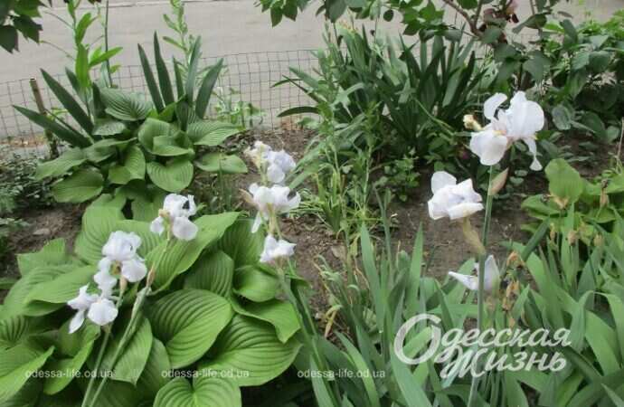 Май в Одессе, цветы2