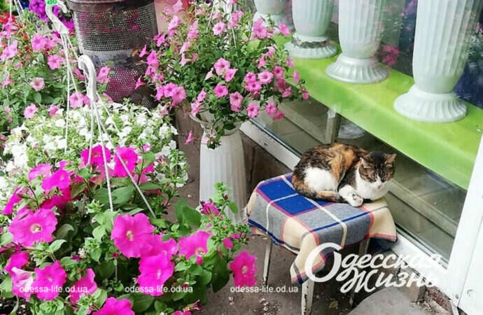 Военный май по-одесски: уличные коты и цветы (фоторепортаж)