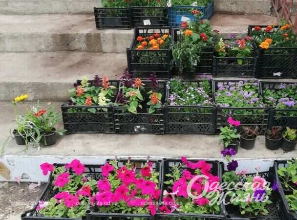 Май в Одессе, цветы14