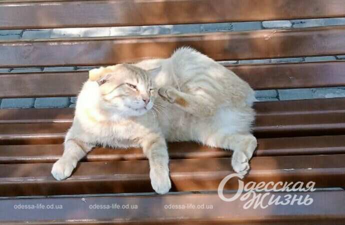 Одесский котик на скамейке