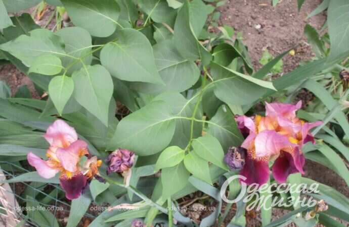 Май в Одессе, цветы3