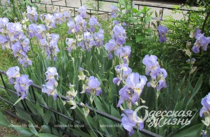 Май в Одессе, цветы4