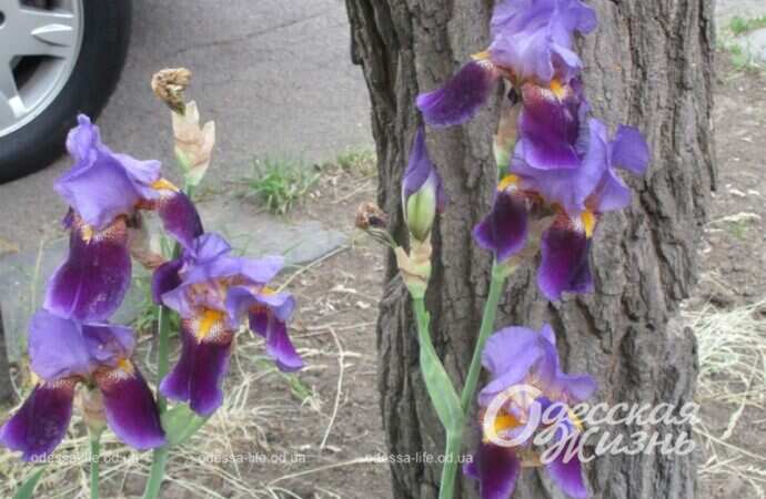 Май в Одессе, цветы6
