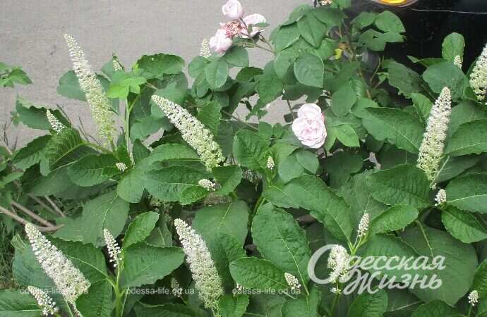 Май в Одессе, цветы7