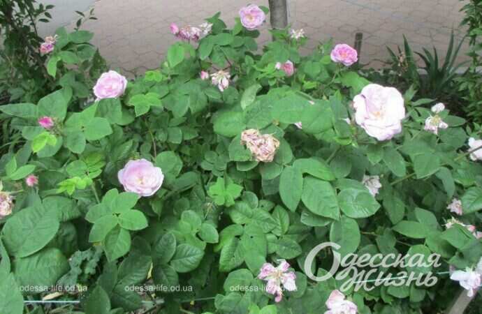 Май в Одессе, цветы8