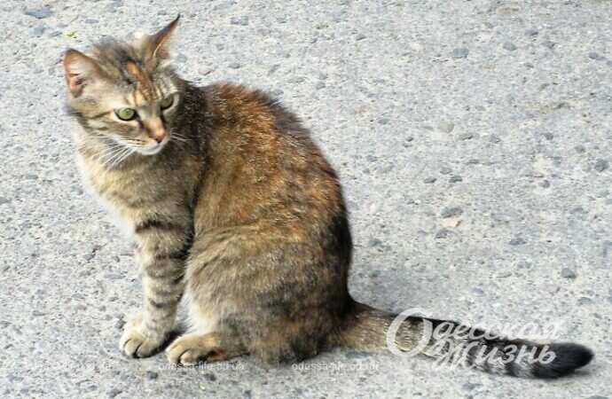 Май в Одессе, котик
