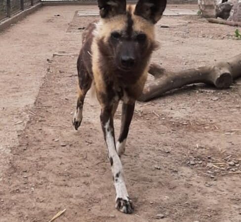 В Одесском зоопарке появился новый обитатель «невероятного обаяния»