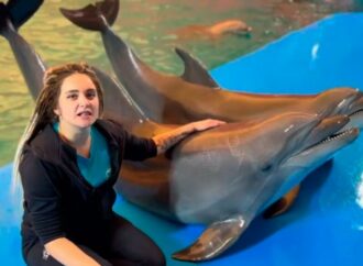 Обитатели одесского дельфинария спели «Червону калину» (видео)